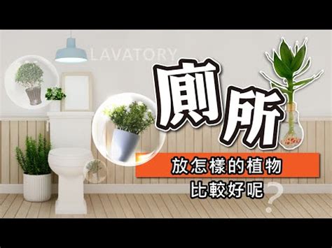 多肉植物廁所|廁所可以放植物嗎？適合放在浴室、廁所的植物推薦